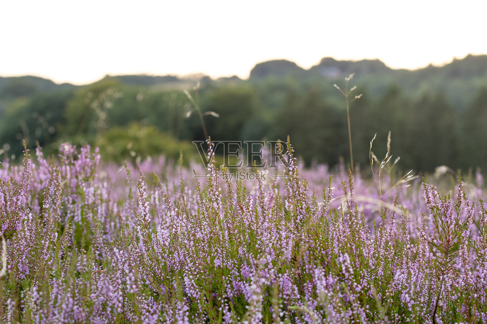 紫色石南花特写,背景模糊的森林和天空照片摄影图片