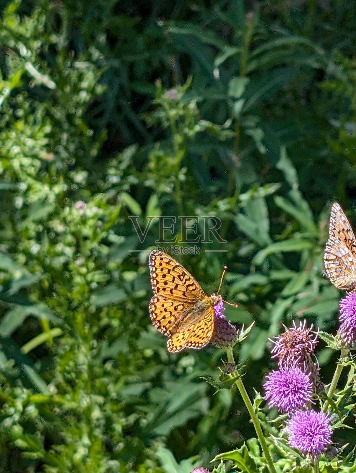 蝴蝶照片摄影图片