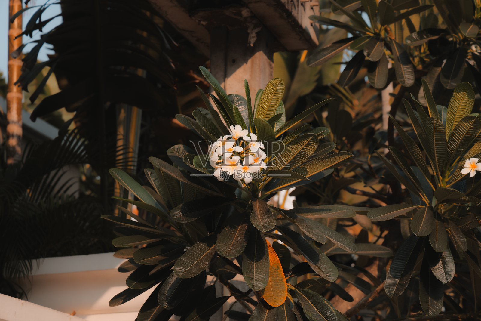 令人惊艳的缅栀花与美丽的郁郁葱葱的绿植和自然景观相映成趣照片摄影图片