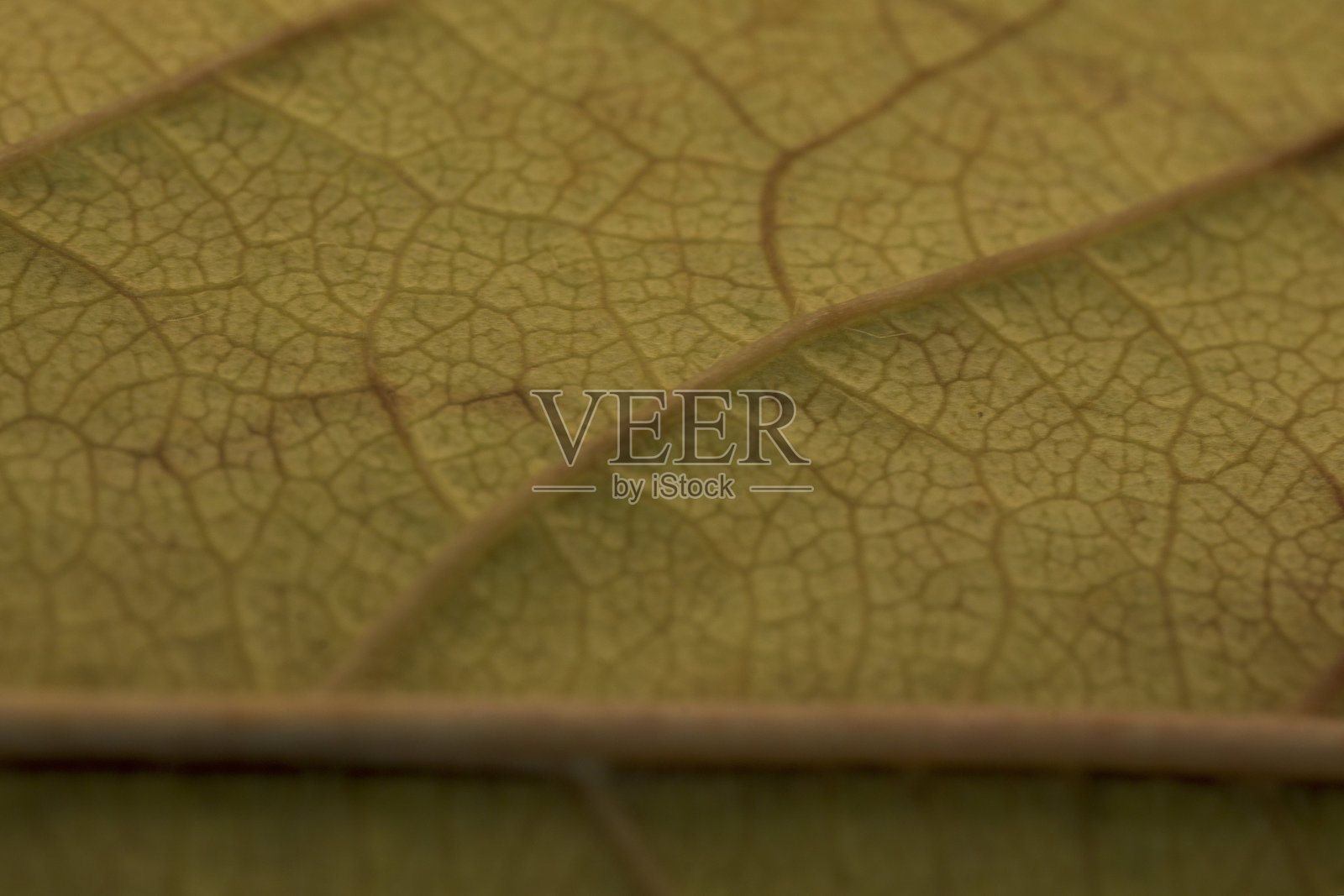 秋季绿色叶子背景,带有横向脉络细节照片摄影图片