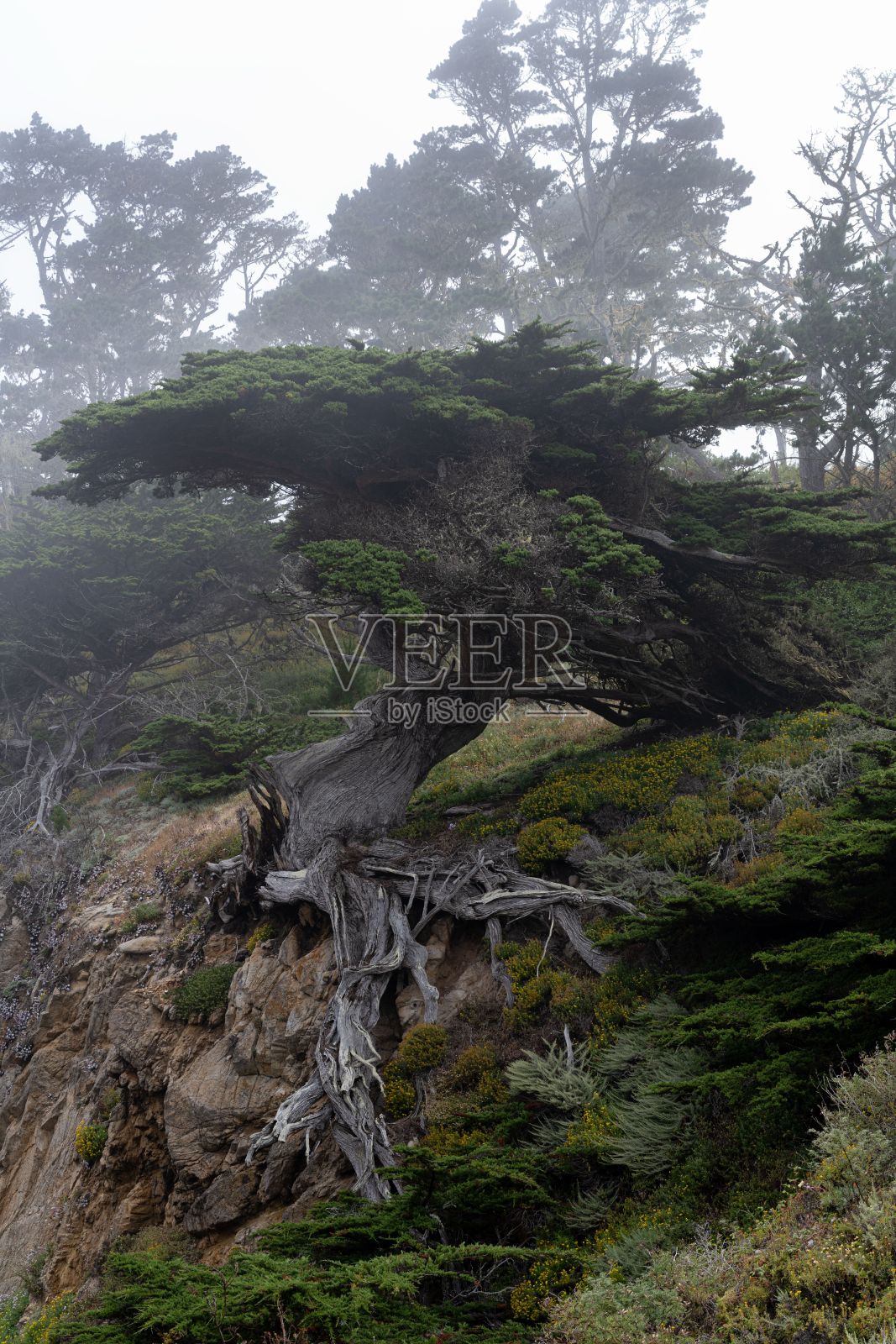 雾气弥漫的风景中,扭曲树枝和郁郁葱葱绿叶的海岸树。加利福尼亚州大苏尔。照片摄影图片