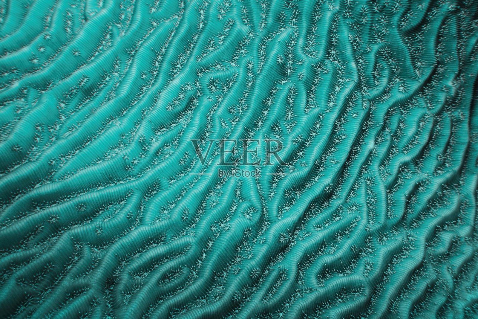 白星片珊瑚的有机纹理 - Agaricia lamarcki。硬珊瑚作为抽象背景。照片摄影图片