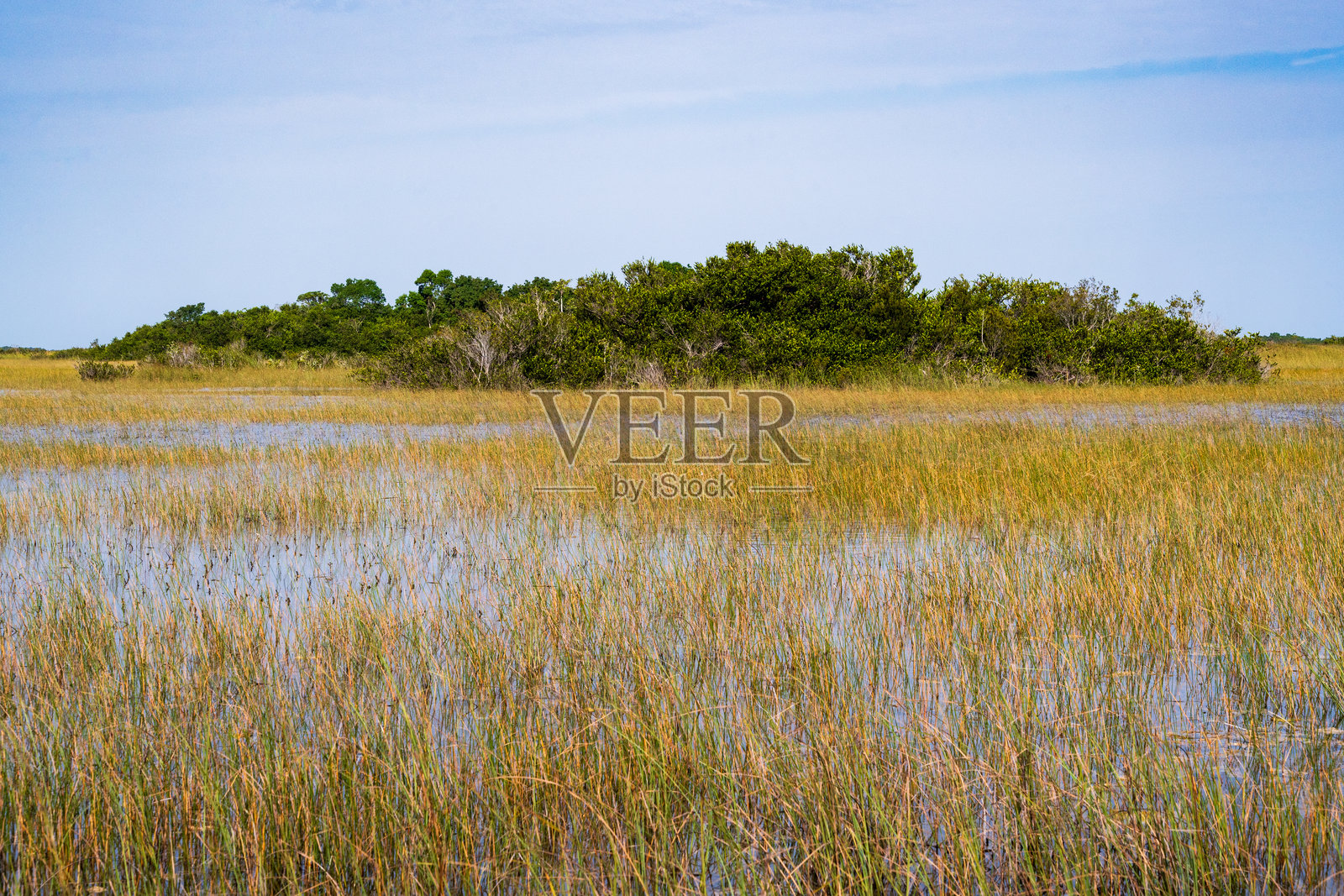 美国佛罗里达州大沼泽地国家公园的沼泽地照片摄影图片