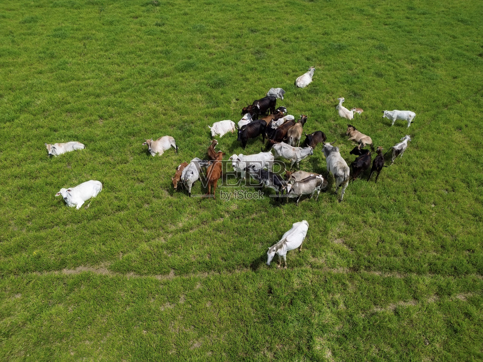 从空中俯瞰一群混合的牛在乡村农业环境中阳光明媚的绿草地上吃草和休息照片摄影图片