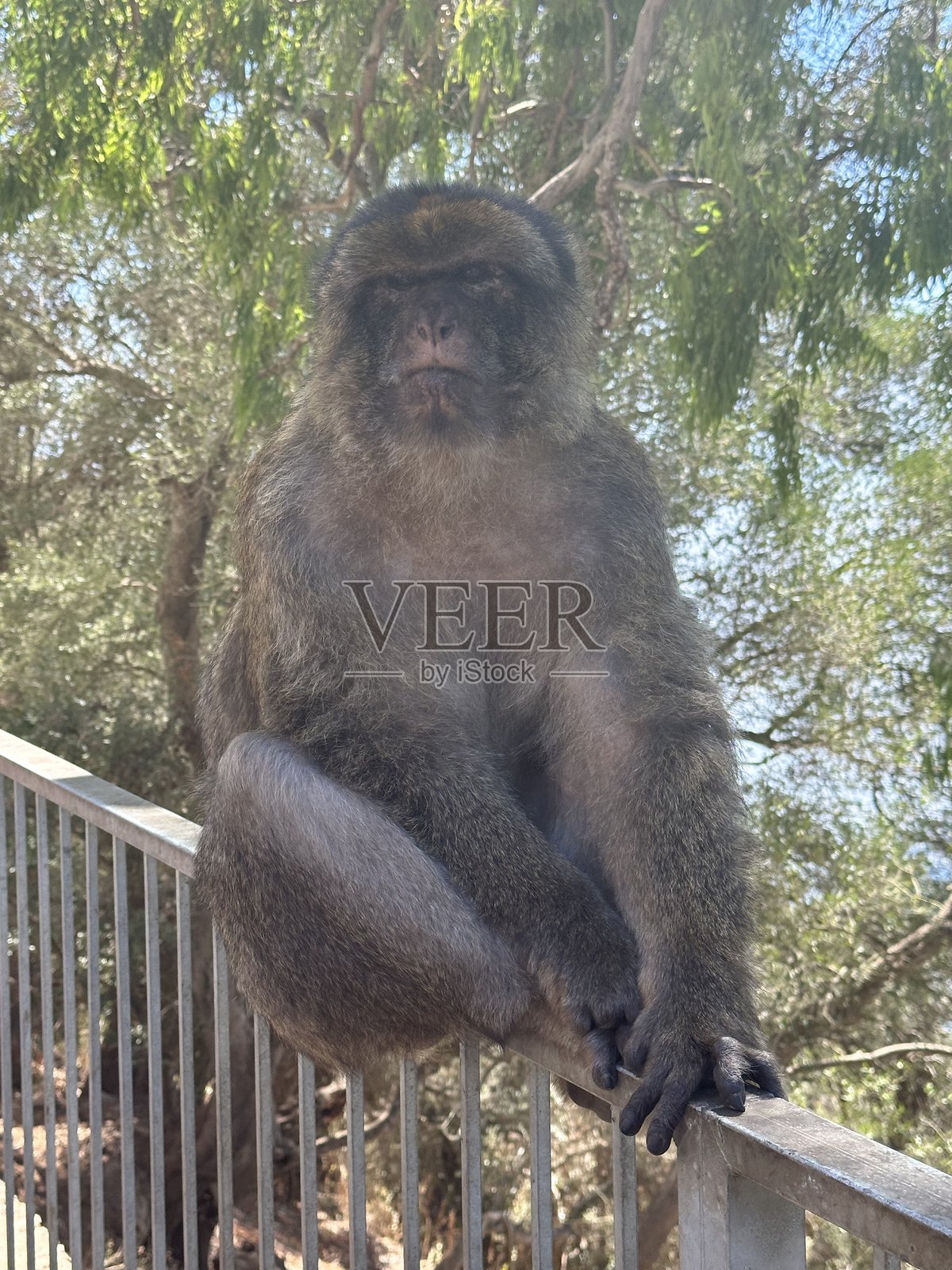 警惕的守护者:栏杆上的猴子照片摄影图片