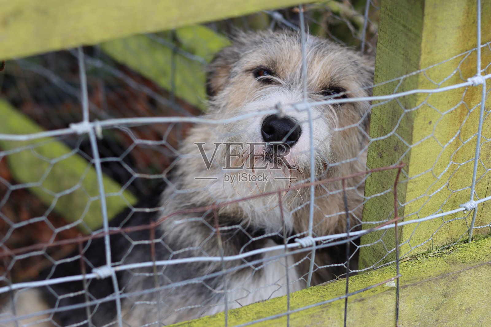 狗透过栅栏看,等待它的主人照片摄影图片