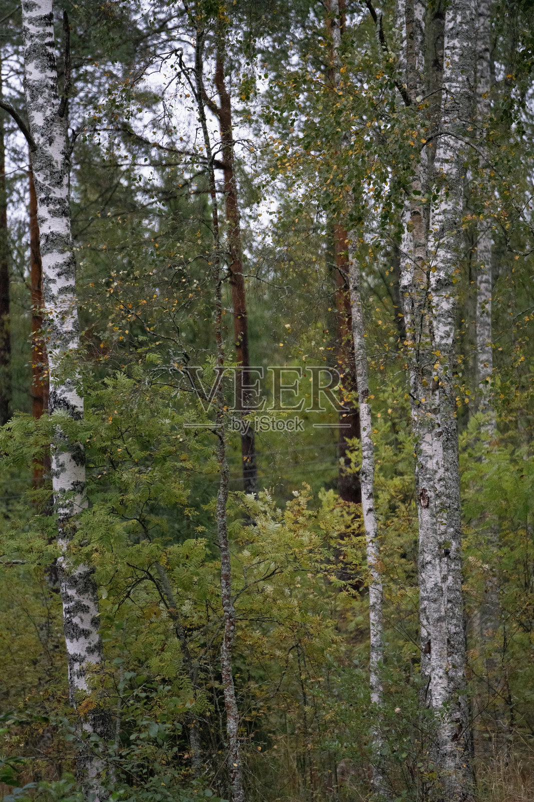 桦树林照片摄影图片