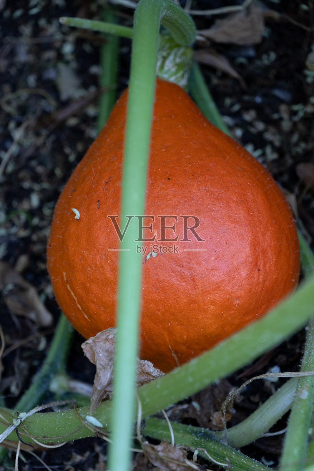 南瓜 Cucurbita Pepo Var. Giraumontia照片摄影图片