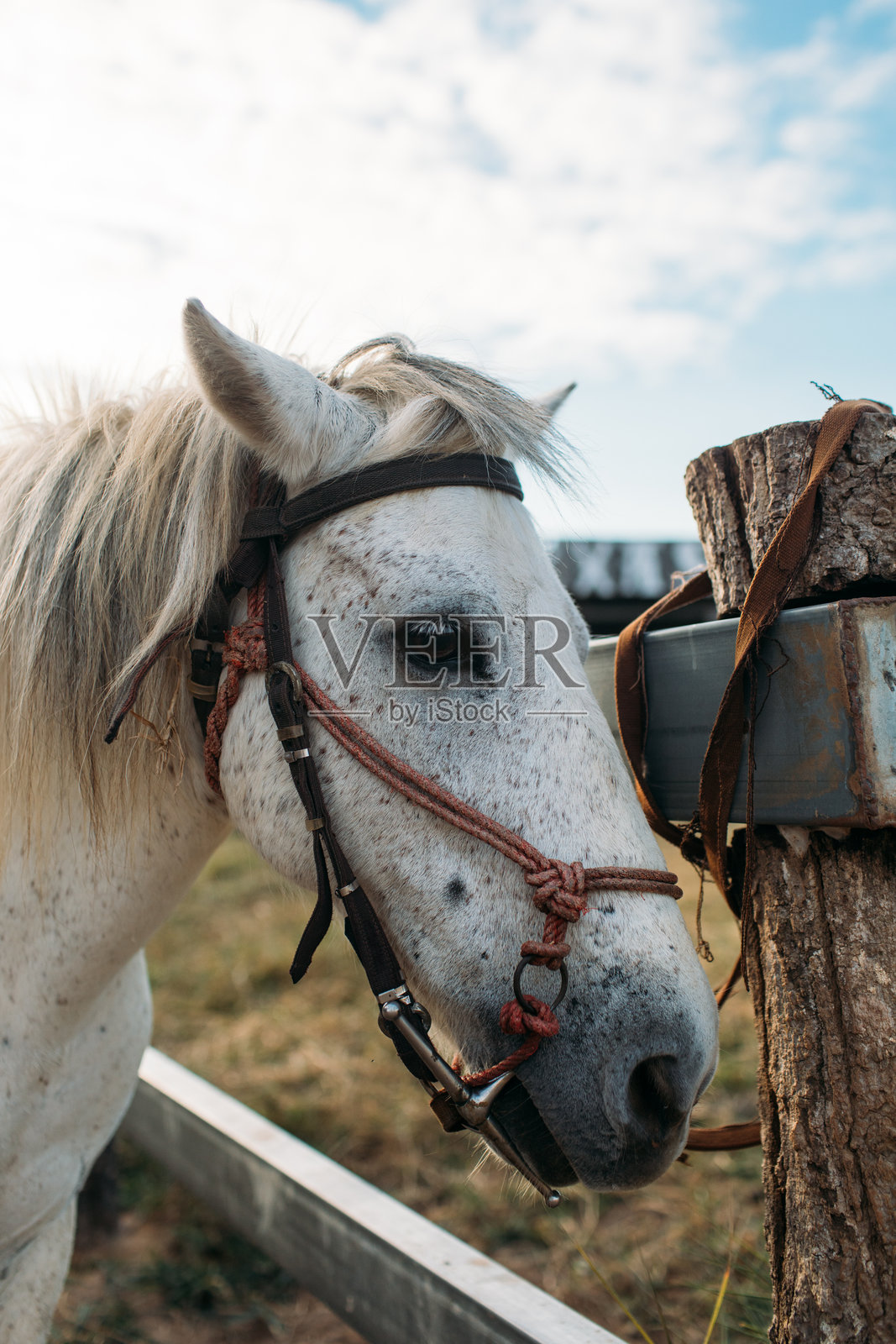 马的特写肖像照片摄影图片