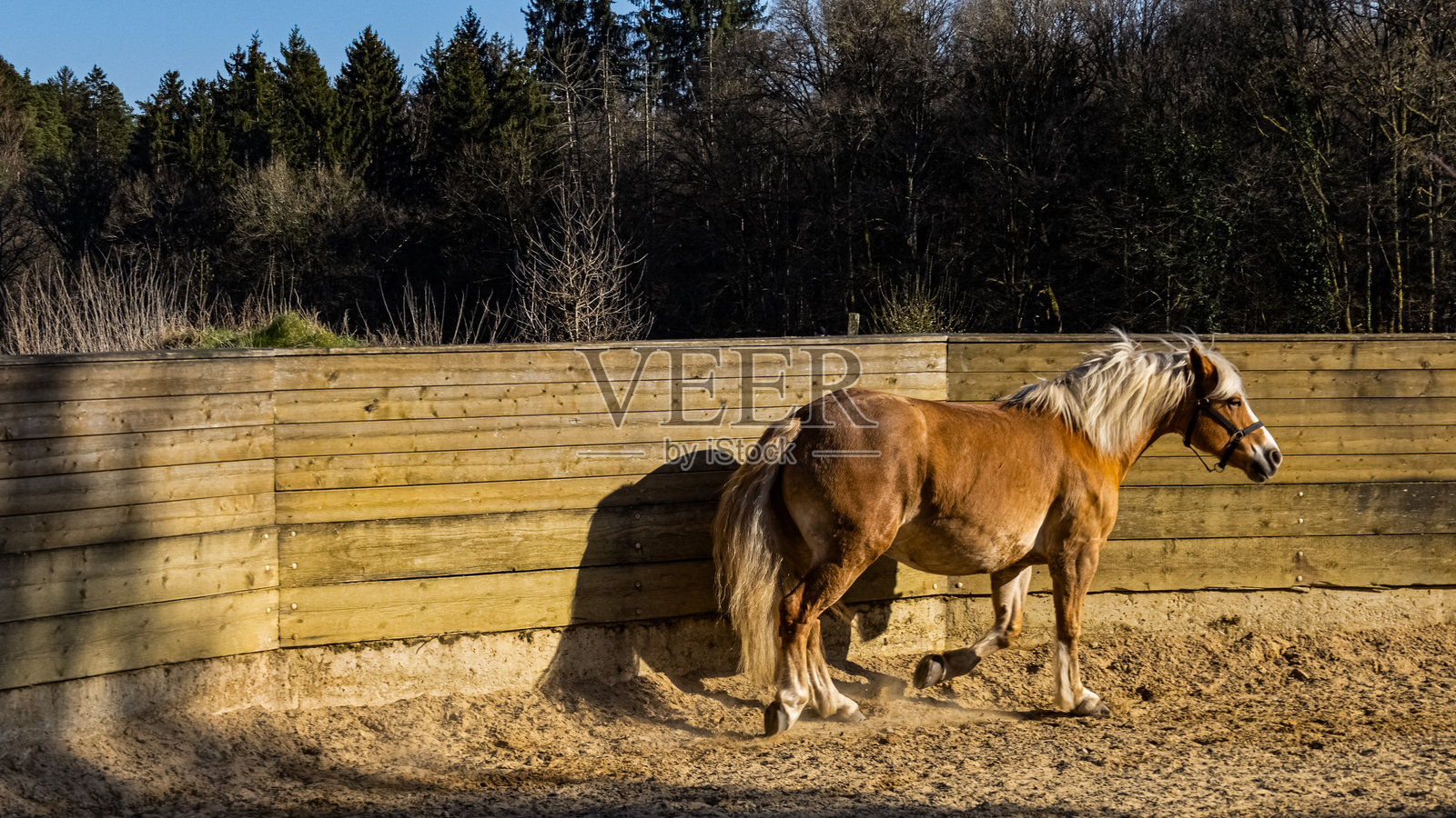 动物与野生生物照片摄影图片