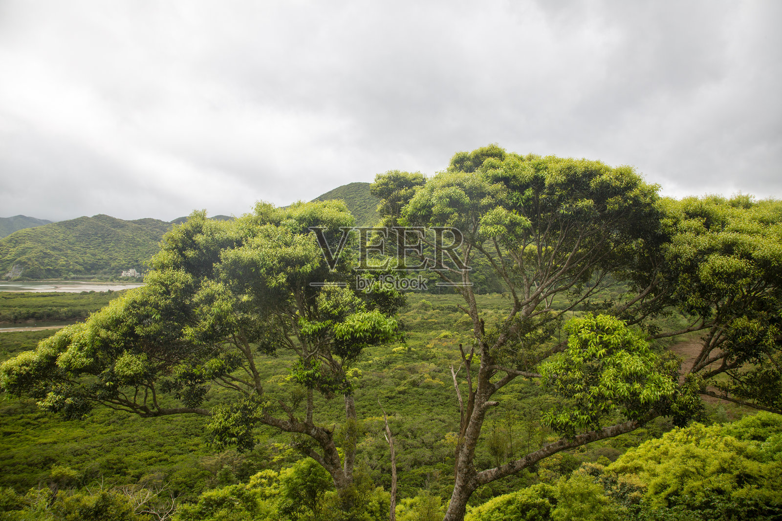 奄美大岛的创意特性照片摄影图片