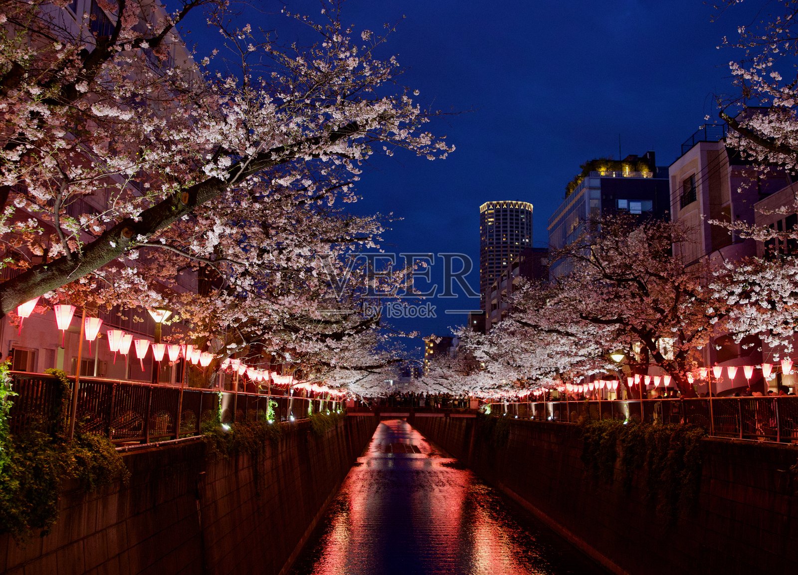 目黑河的樱花照片摄影图片