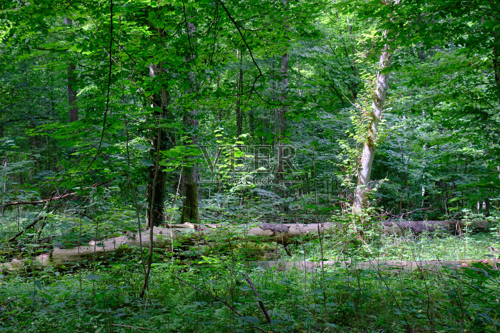 苔藓包裹着一部分断裂的榆树枝条照片摄影图片