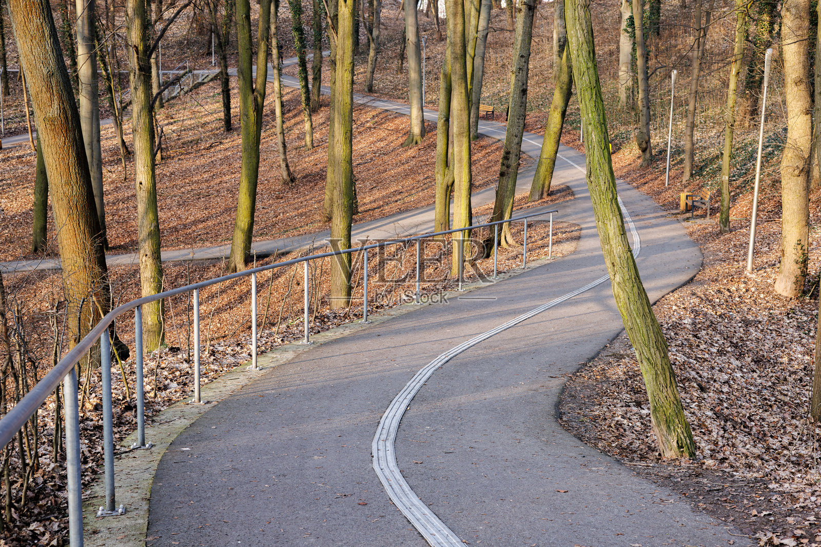 城市公园中,树木间分叉的人行道。照片摄影图片