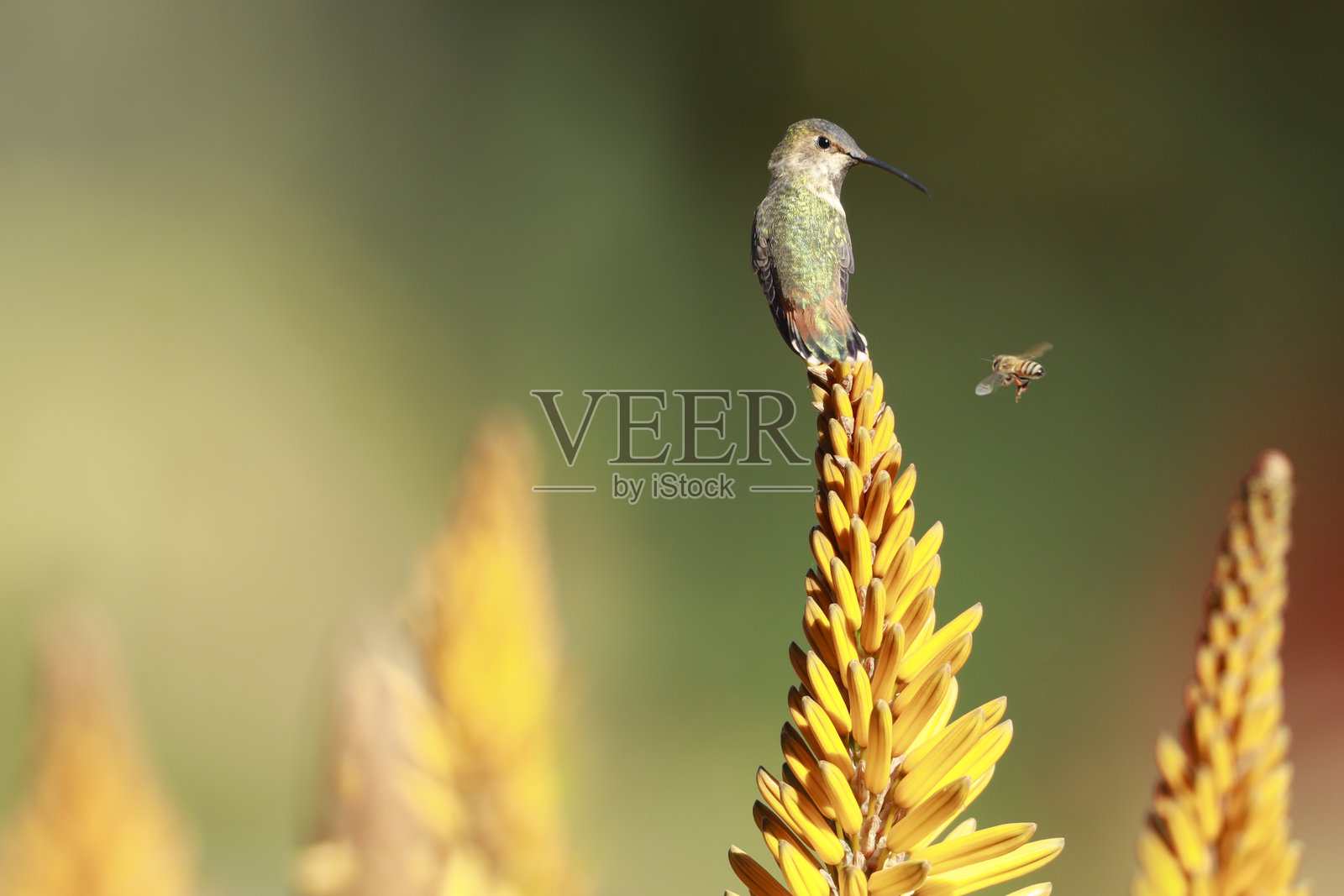 艾伦蜂鸟照片摄影图片