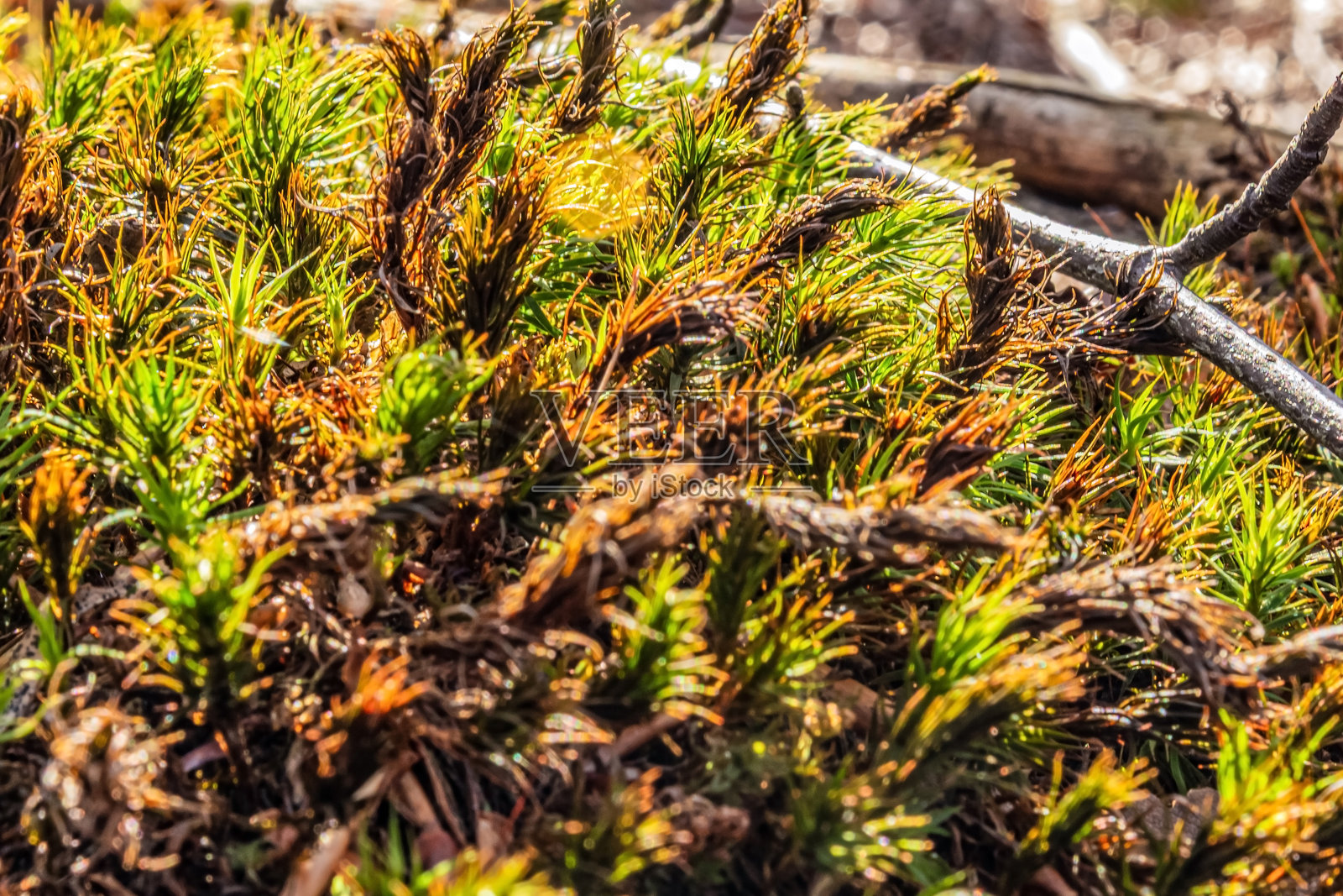 森林,喀尔巴阡山脉,自然照片 - 欧洲,东欧,罗马尼亚照片摄影图片