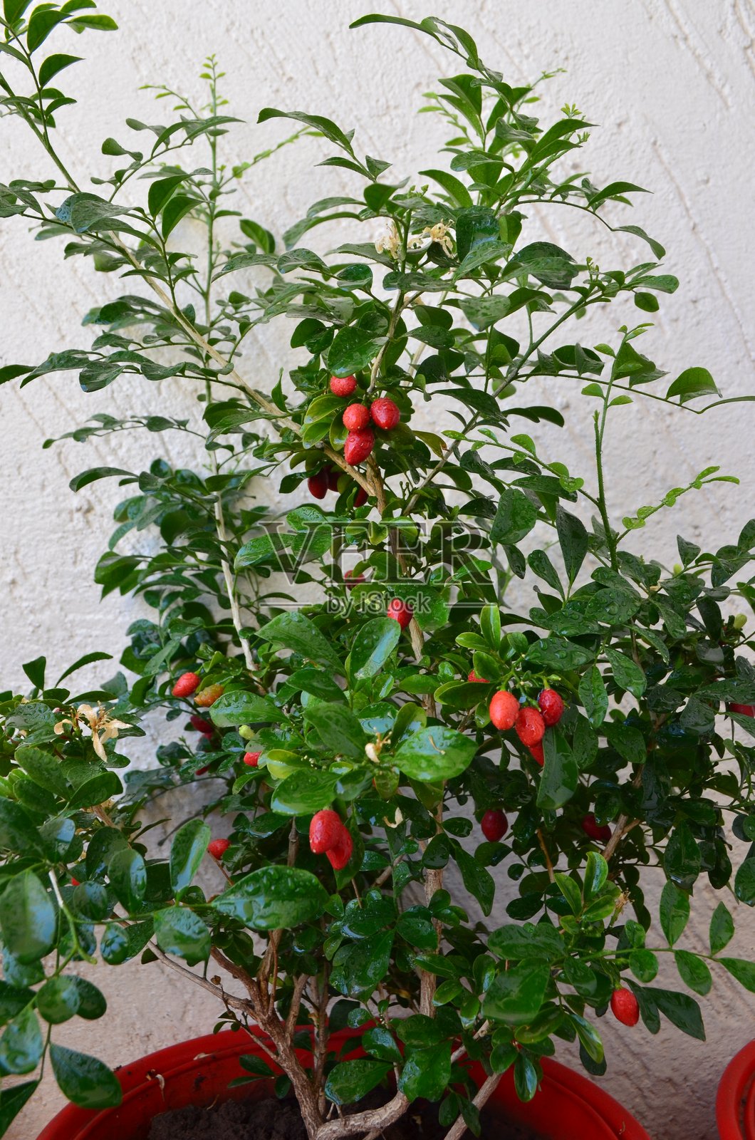 Murraya是芸香科的一种开花植物属。它的叶子是羽状的,交替排列,具有腺体,散发香气且质地如皮革。白色花朵散发着芳香。果实为红色浆果。照片摄影图片