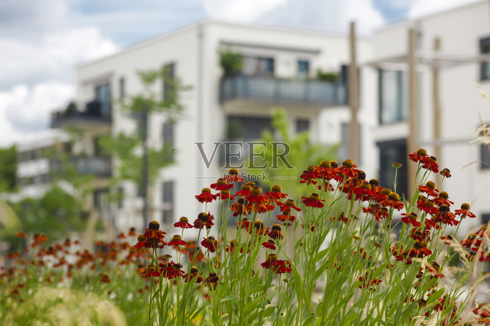 建筑背景上的花卉景观设计照片摄影图片