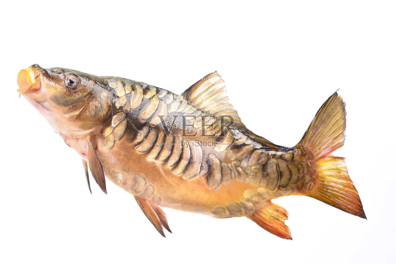 鲤鱼照片摄影图片