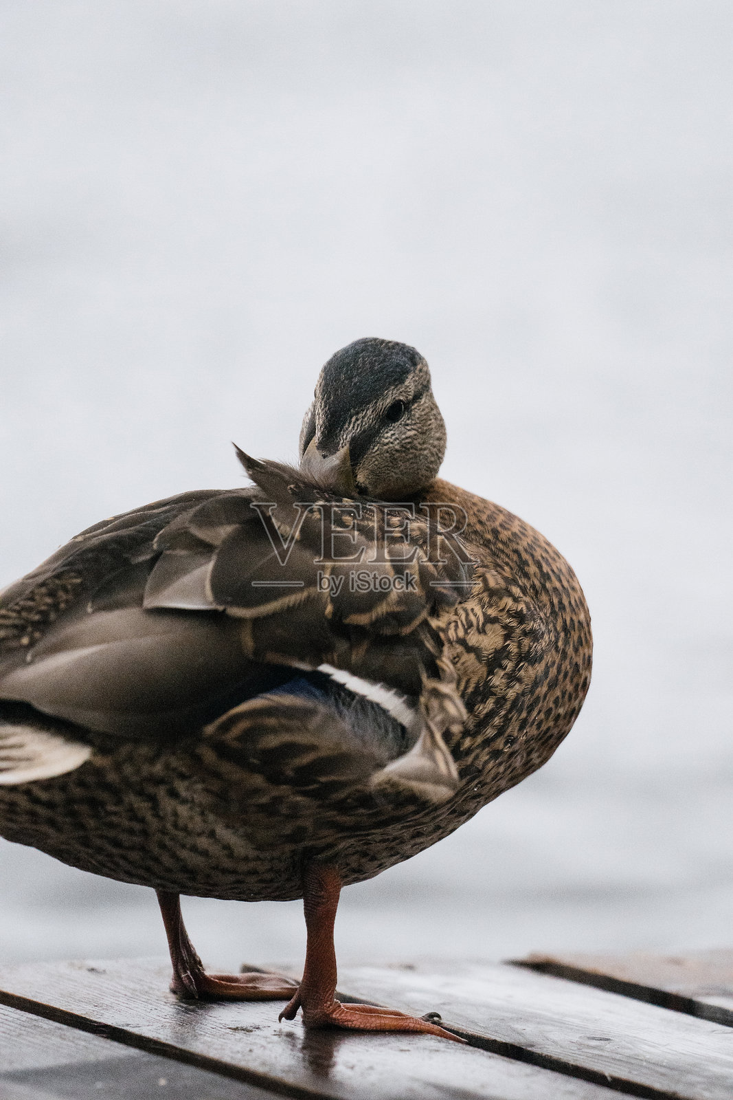 一只鸭子在码头上近距离梳理羽毛照片摄影图片