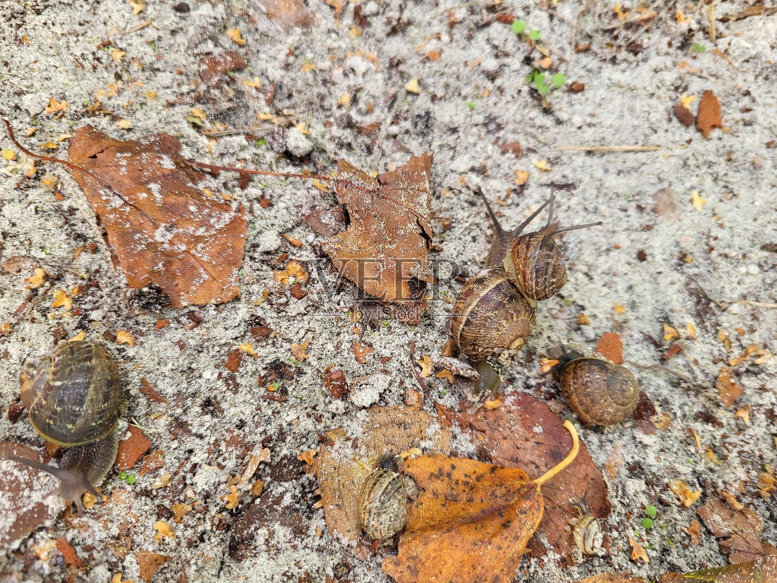 蜗牛骑着蜗牛照片摄影图片