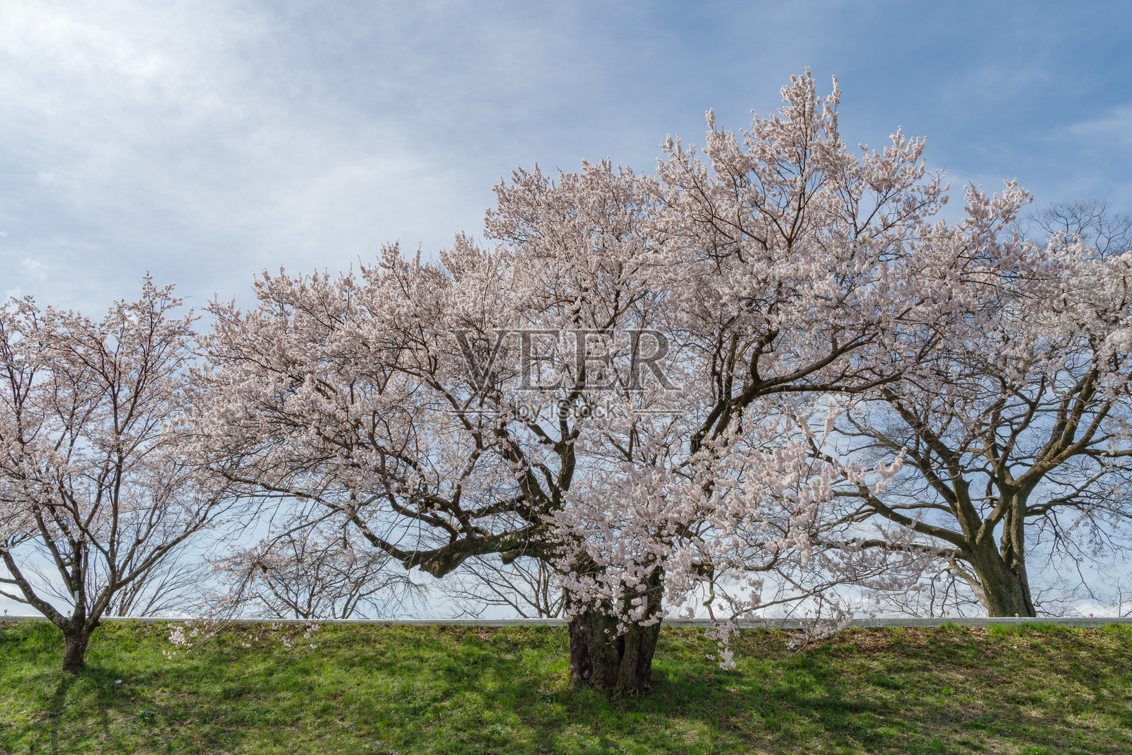 木曾川岸边的江户彼岸樱花(爱知县一宫市)照片摄影图片