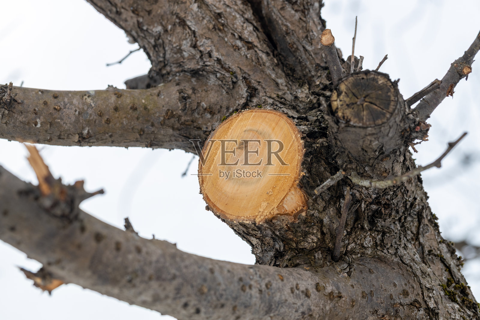 梅树照片摄影图片