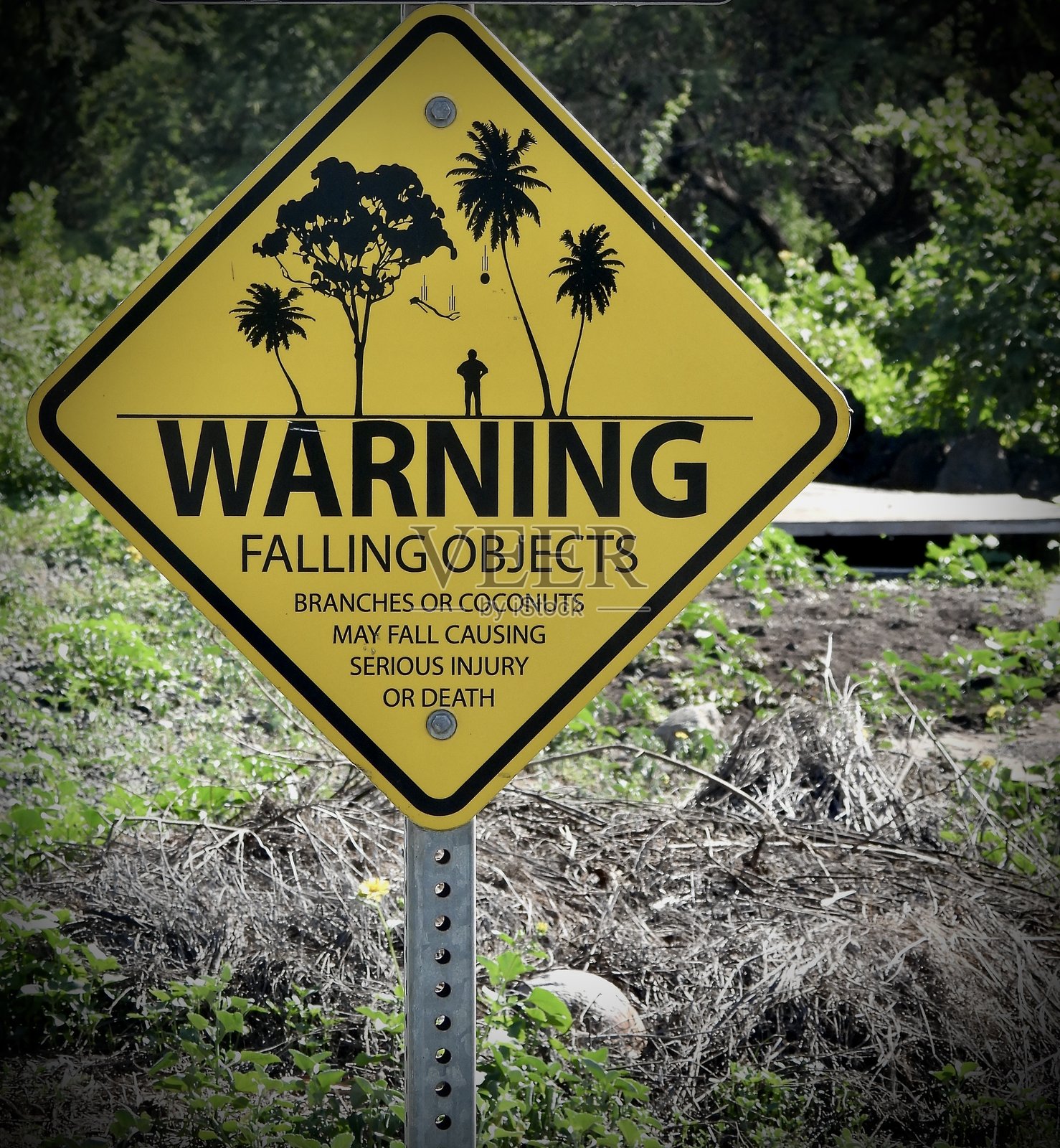 警告 - 可能会掉落的物体(树枝或椰子)可能导致严重伤害或死亡:这是在毛伊岛驾驶时看到的金属黄色路边标志。照片摄影图片