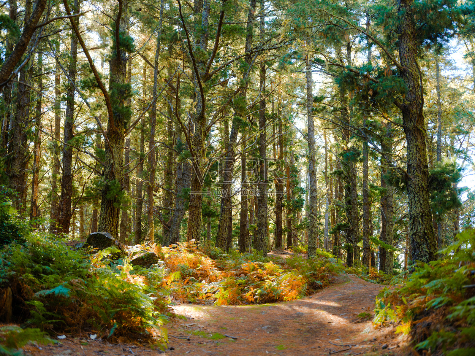 葡萄牙马德拉阳光照耀的松树林照片摄影图片