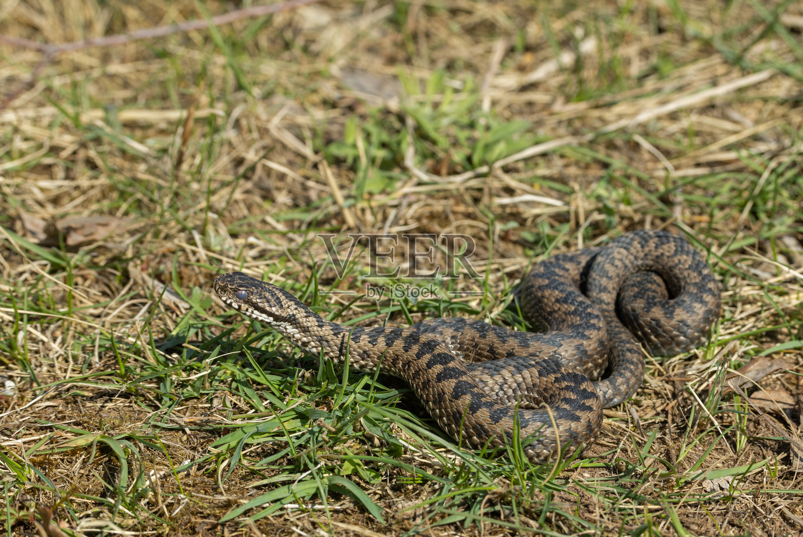 欧洲常见毒蛇(Vipera berus)照片摄影图片