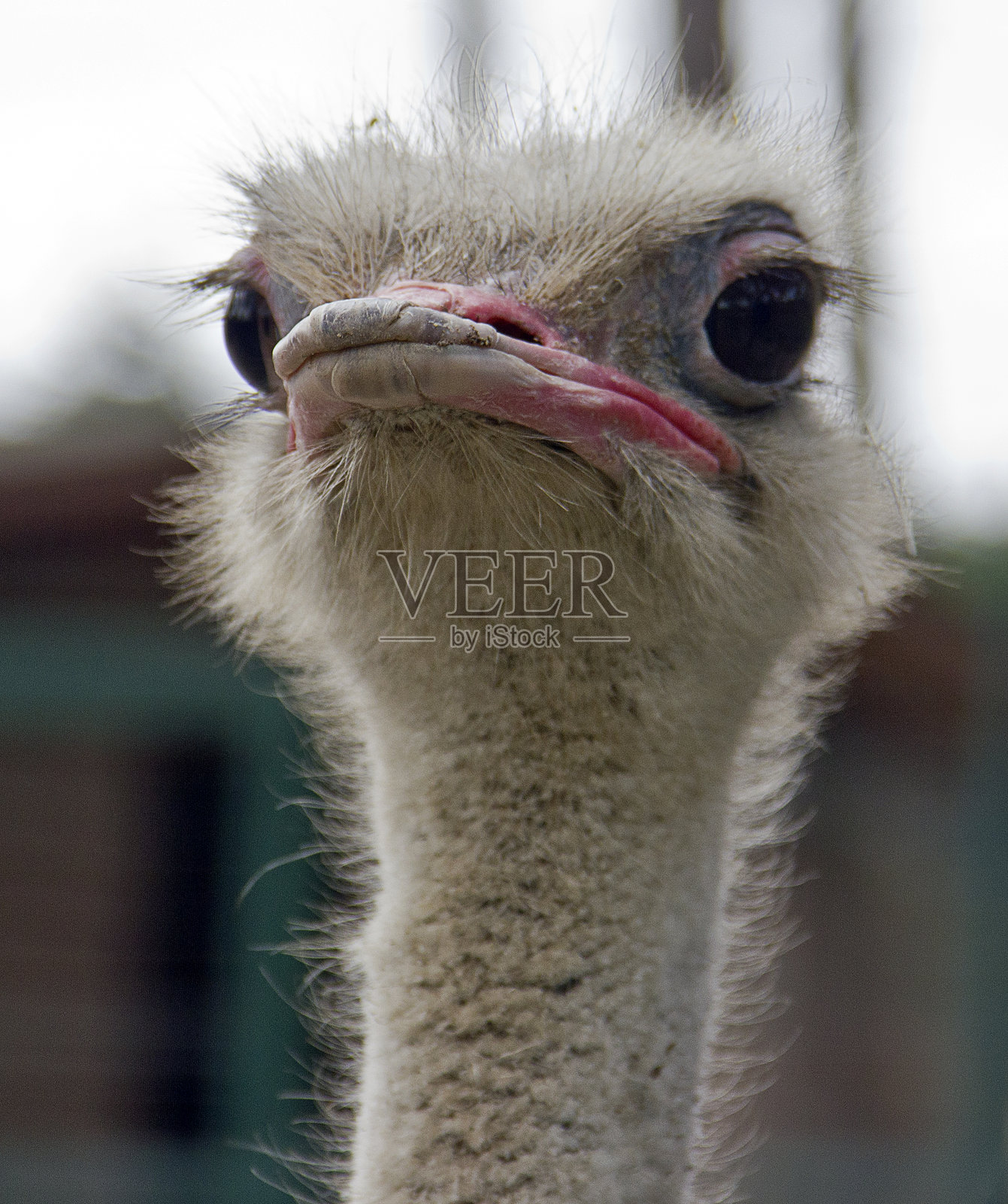 鸵鸟的特写镜头照片摄影图片