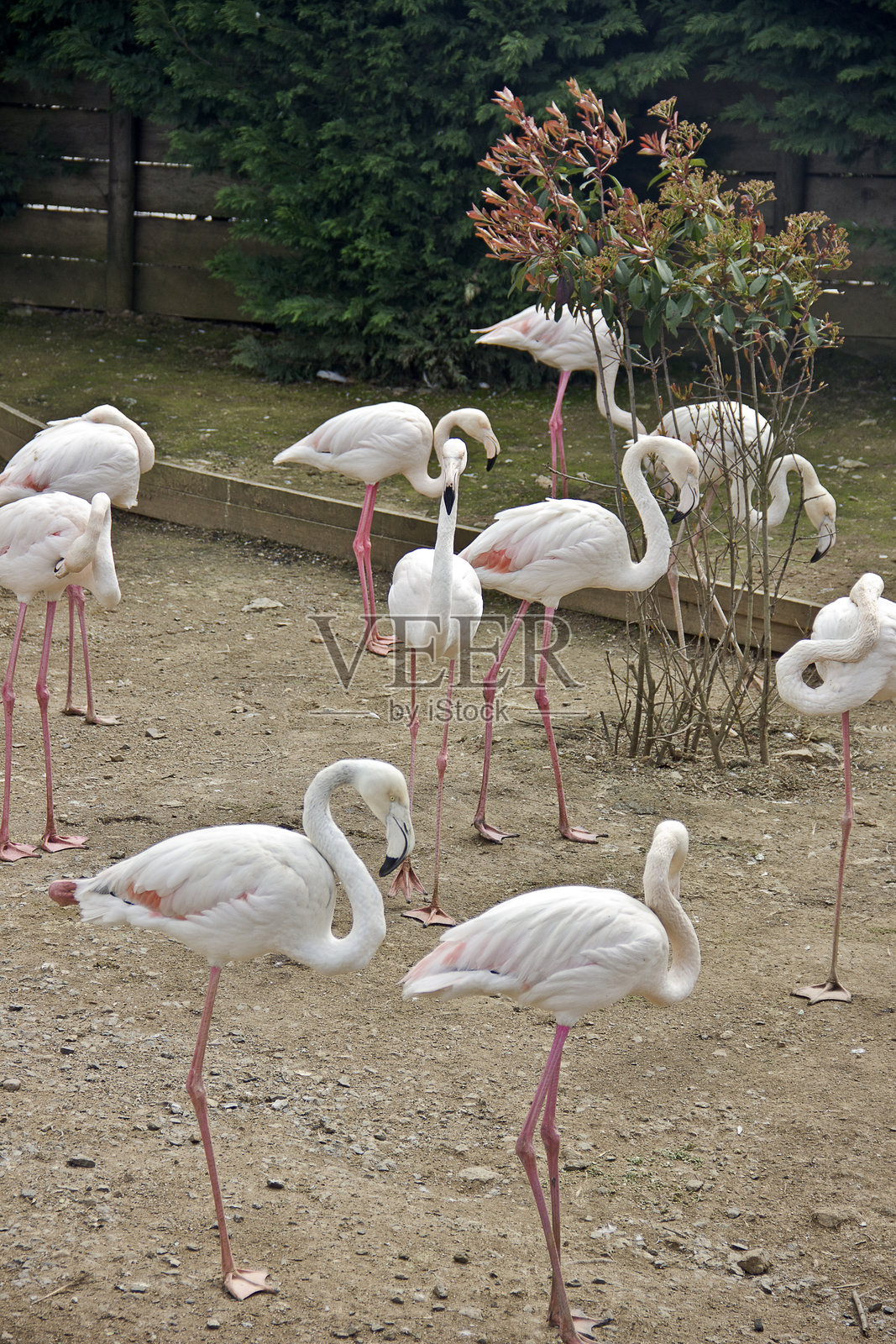 火烈鸟照片摄影图片