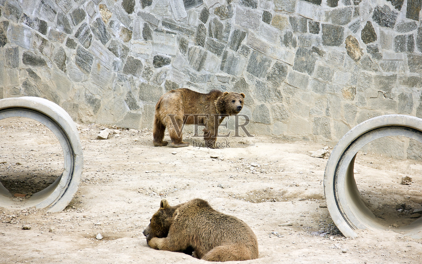 灰熊(Ursus arctos horribilis)照片摄影图片