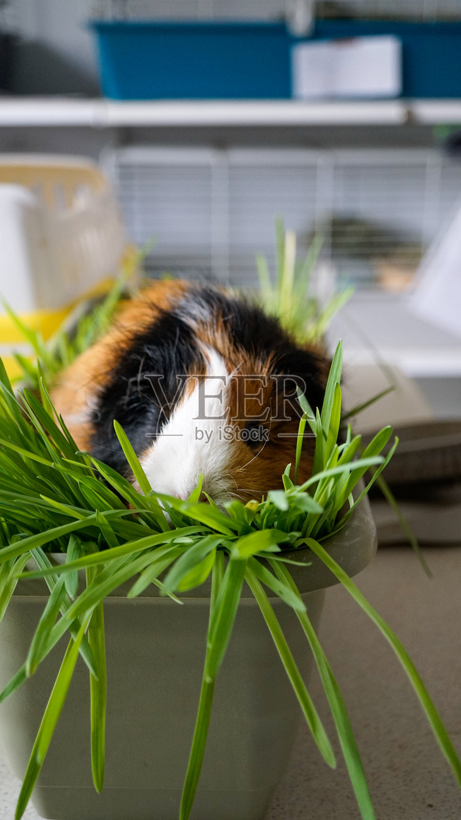 可爱的小毛绒豚鼠在花盆里啃食新鲜的草。照片摄影图片