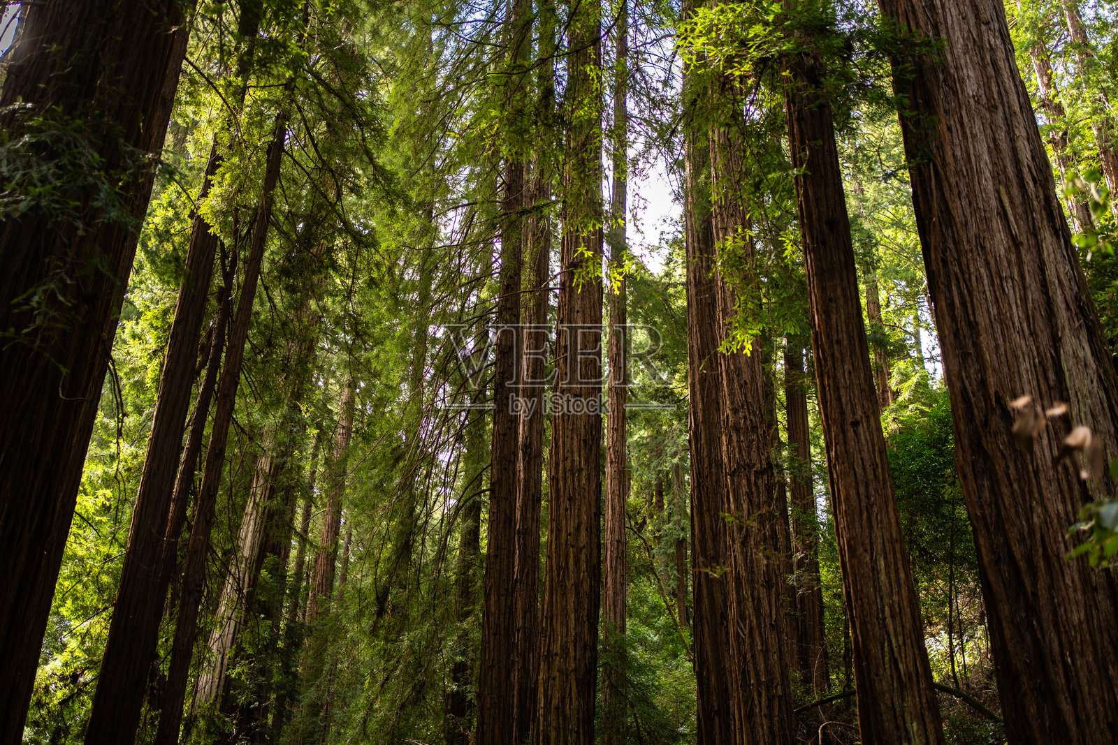 穆尔森林中的红杉树照片摄影图片
