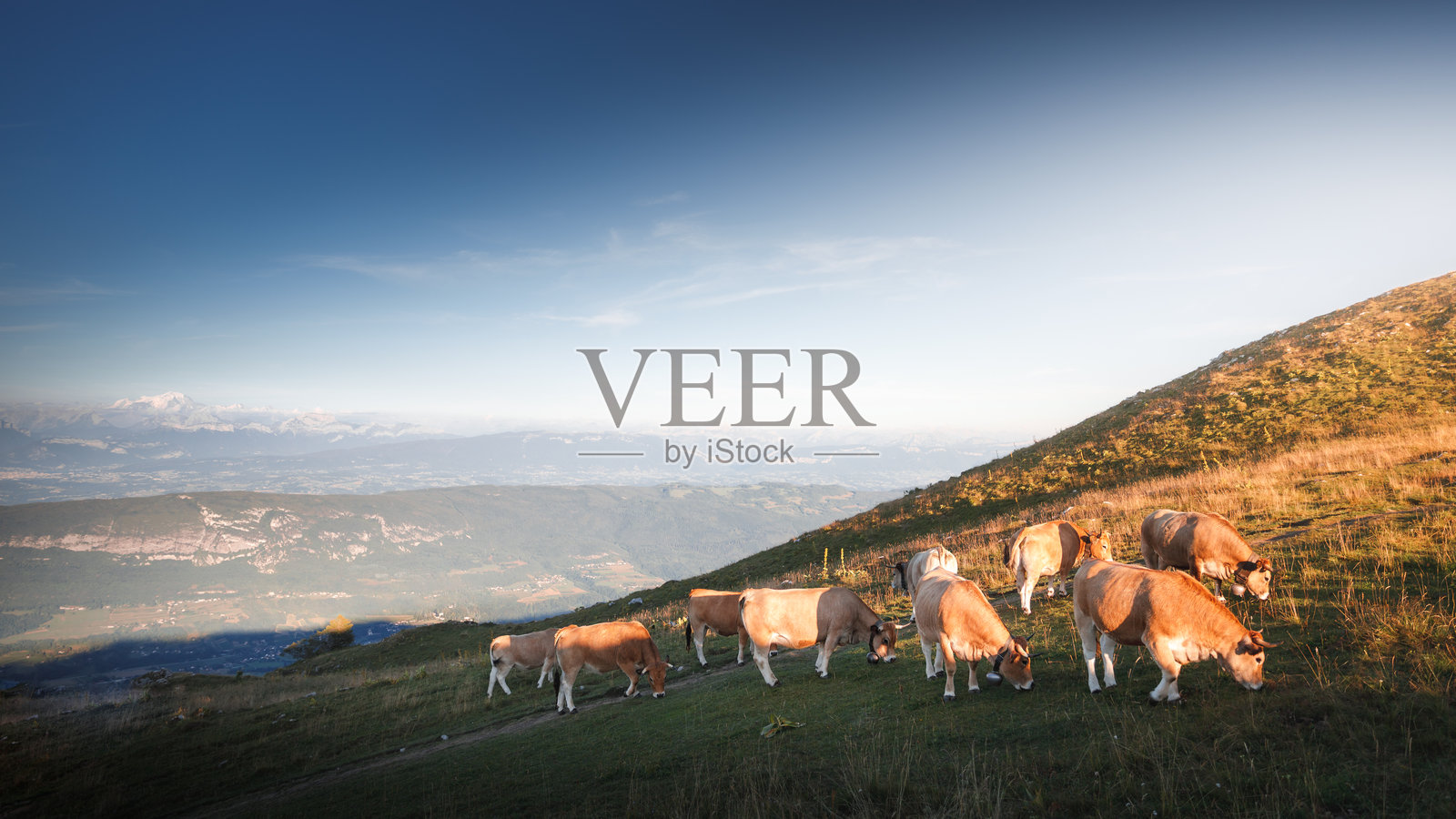 在法国阿尔卑斯山的格朗科隆比耶山顶,一群奥布拉克牛在日落时分吃草。照片摄影图片