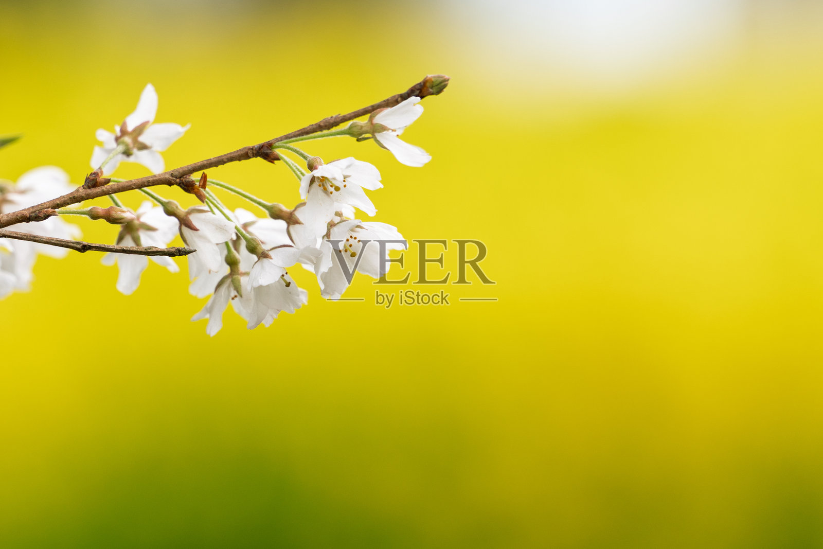 满开状态的乌须梅樱花树,神奈川县秦野市美浓毛照片摄影图片
