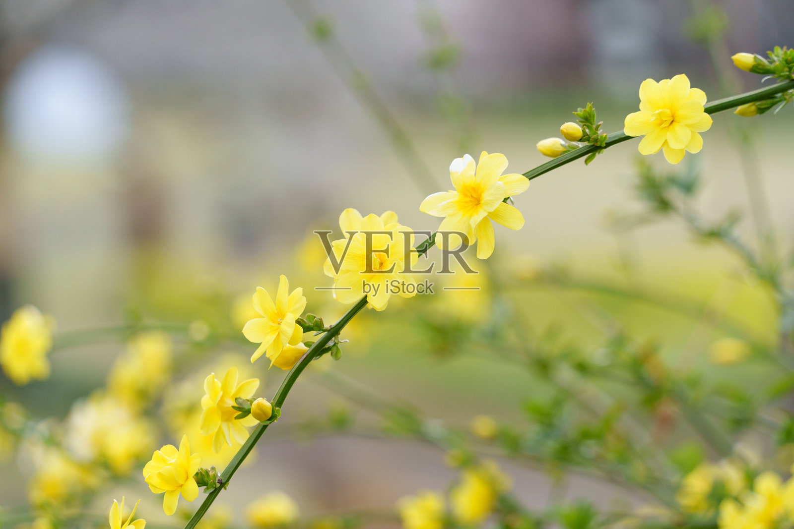 冬季茉莉的黄色花朵照片摄影图片