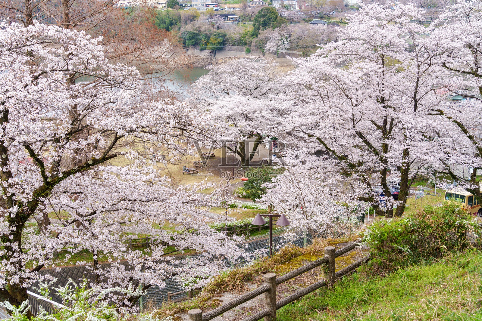 日本神奈川县相模原市津久井湖白山公园的樱花盛开照片摄影图片