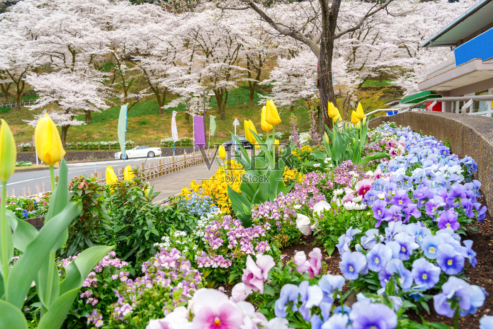 日本神奈川县相模原市津久井湖白山公园的花坛照片摄影图片