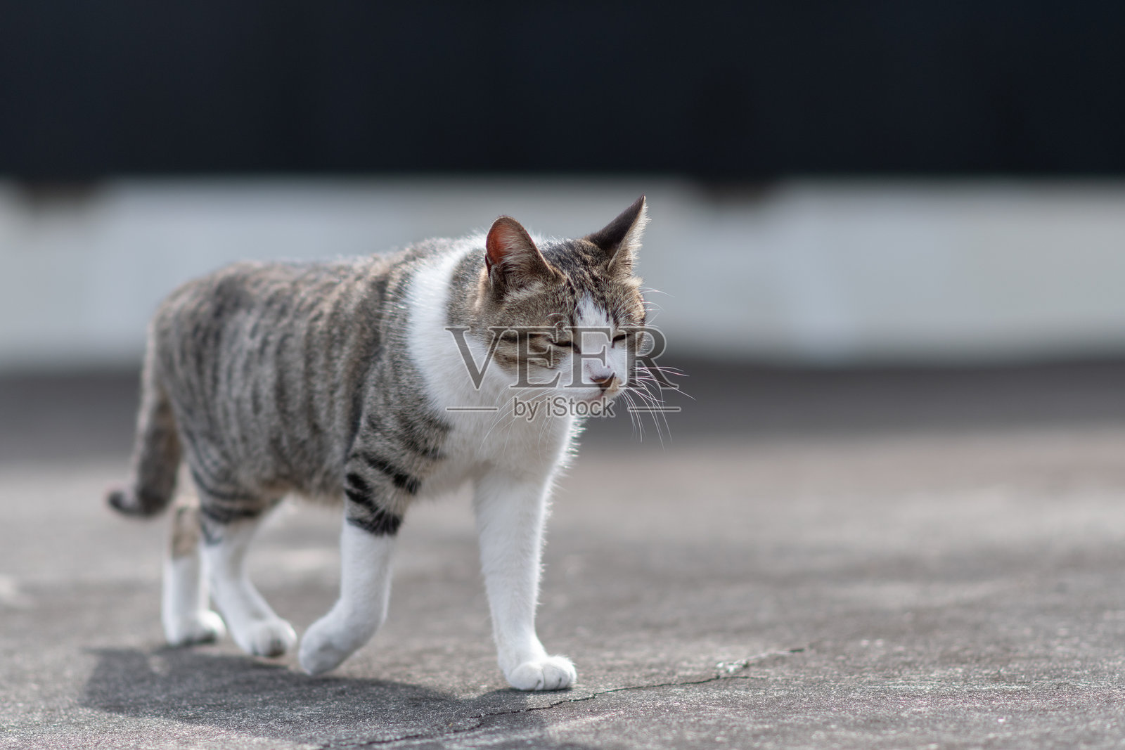 可爱的流浪猫在走路照片摄影图片