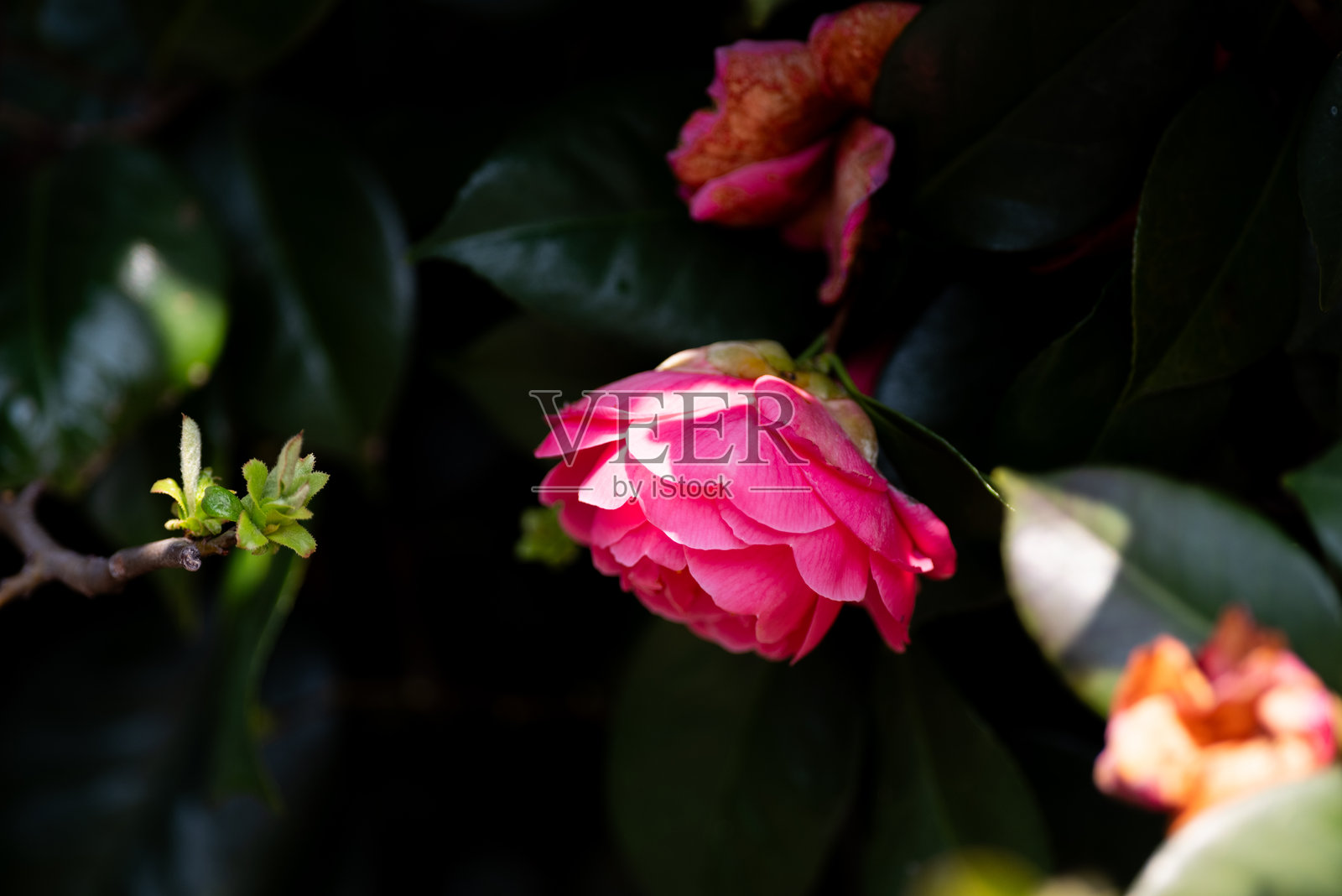 美丽的山茶花照片摄影图片