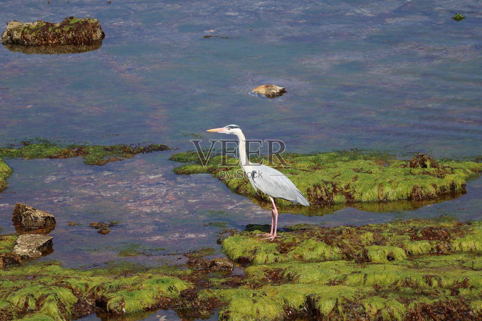 灰鹭在苔藓覆盖的岩石海滩上照片摄影图片