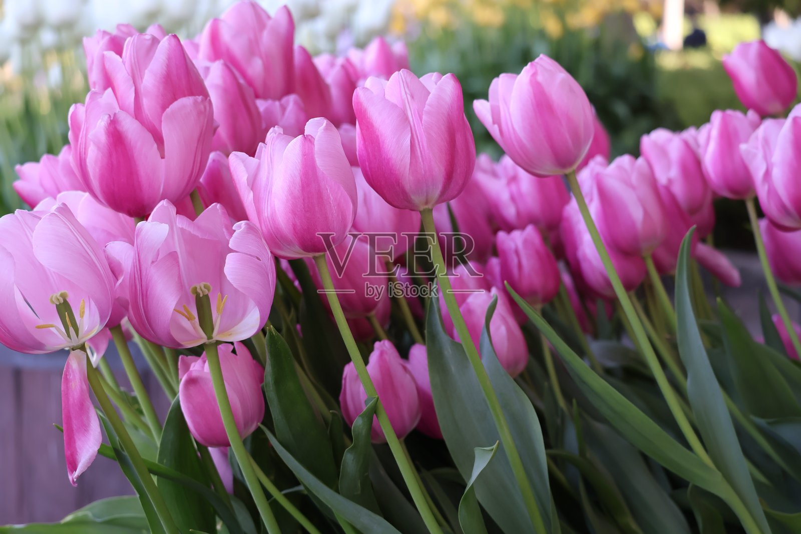 盛开的粉色郁金香特写照片摄影图片