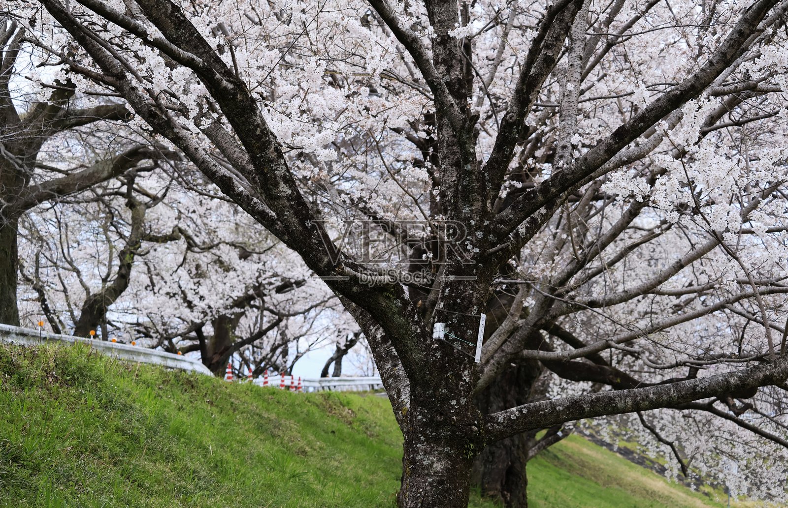 日本堤岸上的樱花盛开照片摄影图片