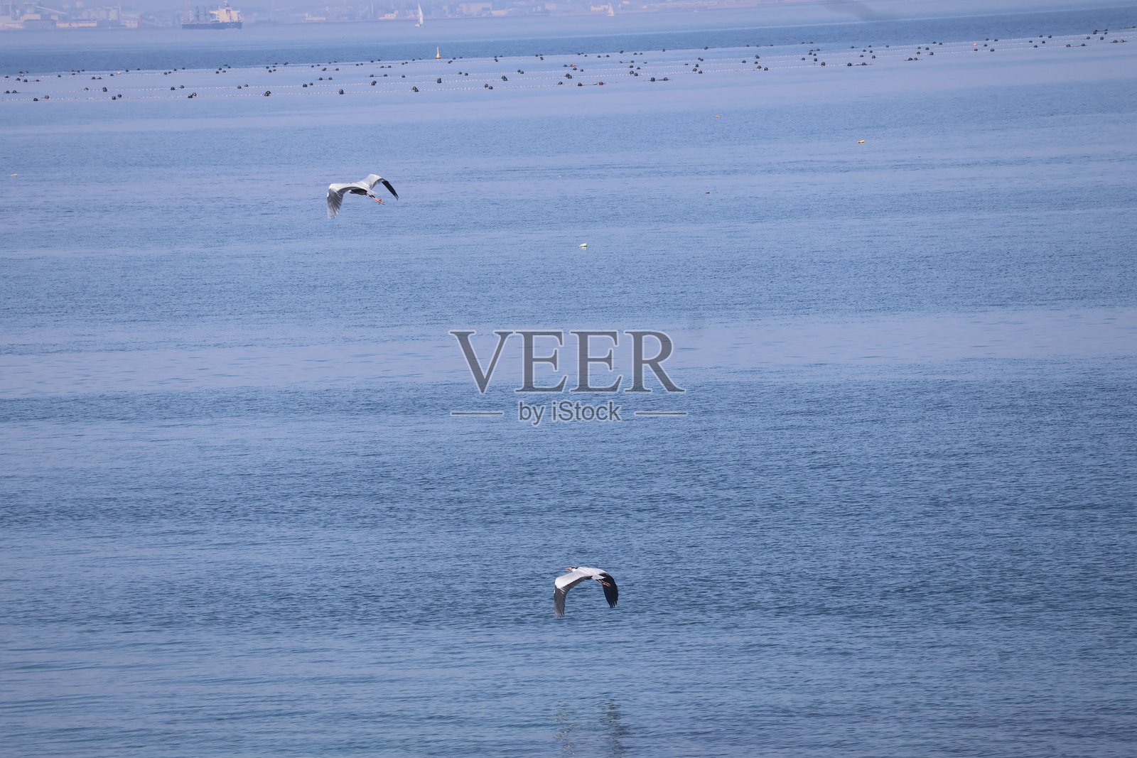 苍鹭在海面上飞翔照片摄影图片