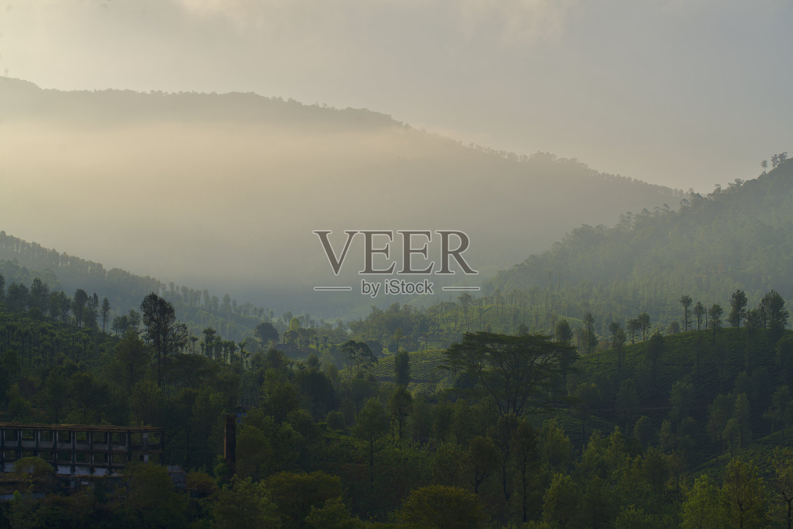 瓦尔帕莱的茶园照片摄影图片