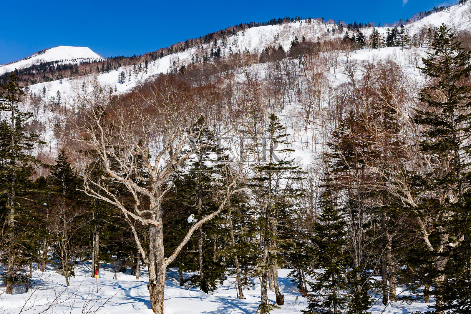 寒冷清新的冬日,白雪覆盖的树木和阿尔卑斯山的美丽风景。白马。照片摄影图片