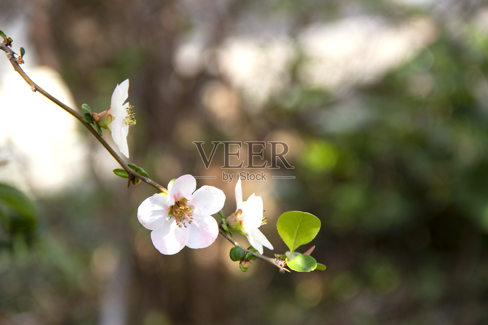 日本榲桲 / Chaenomeles japonica / Chaenomeles / Chaenomeles speciosa照片摄影图片