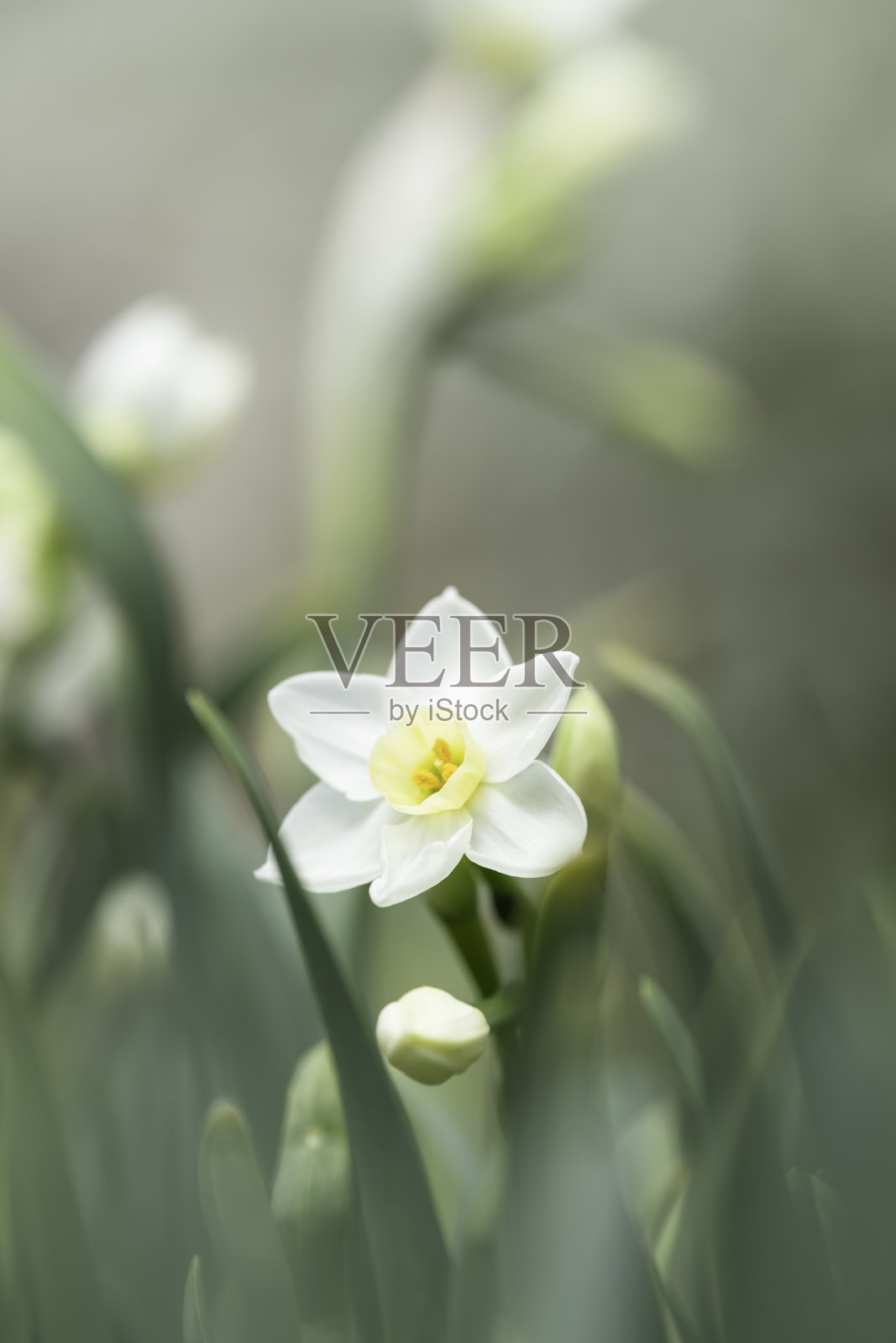 白色水仙花背景素材照片摄影图片